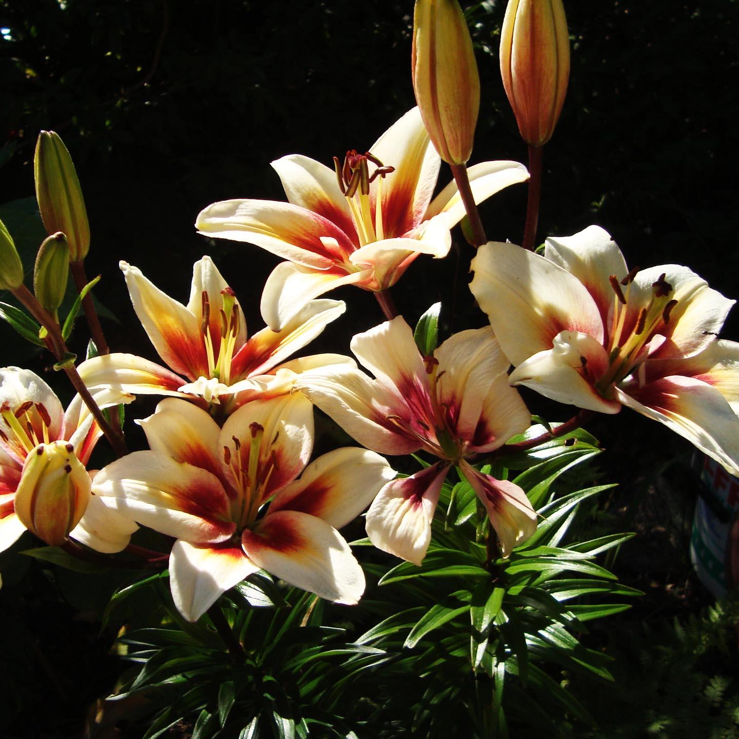 Лилия Азиатская Тинос