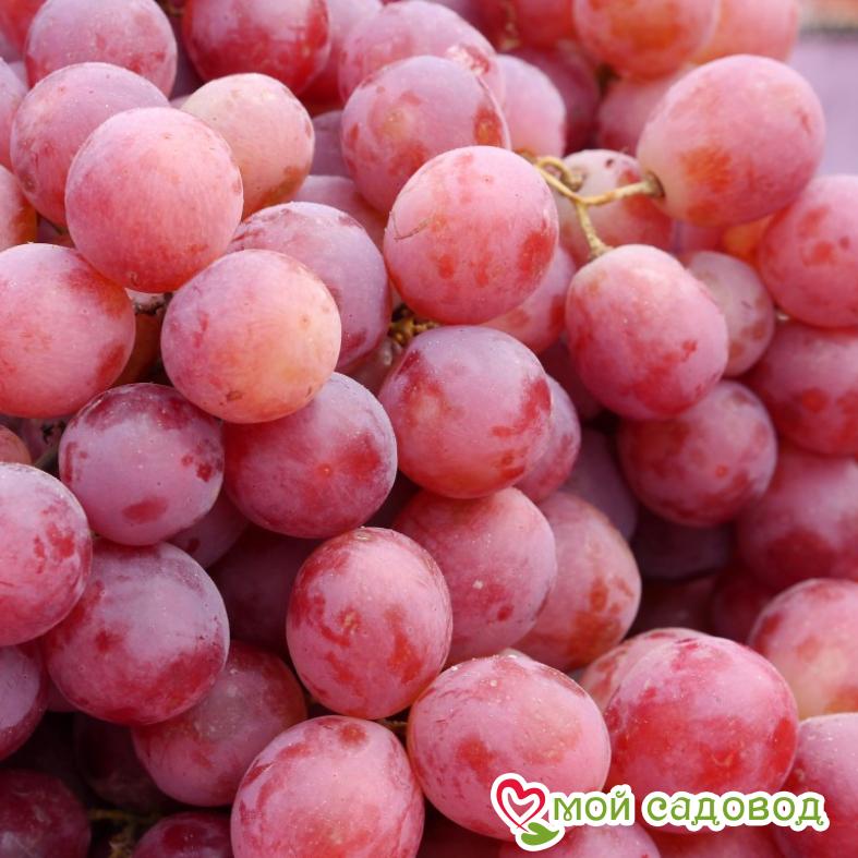 Виноград Тайфи розовый
