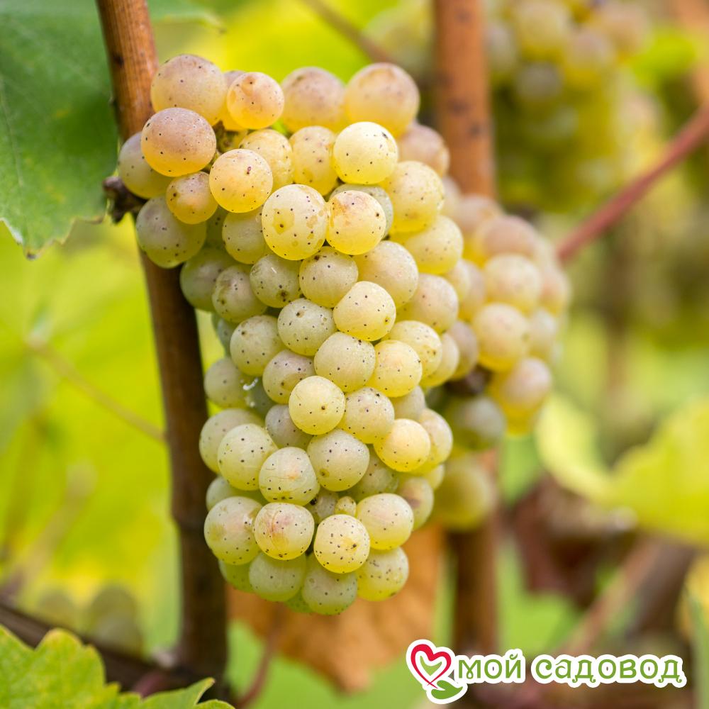 Виноград Рислинг рейнский