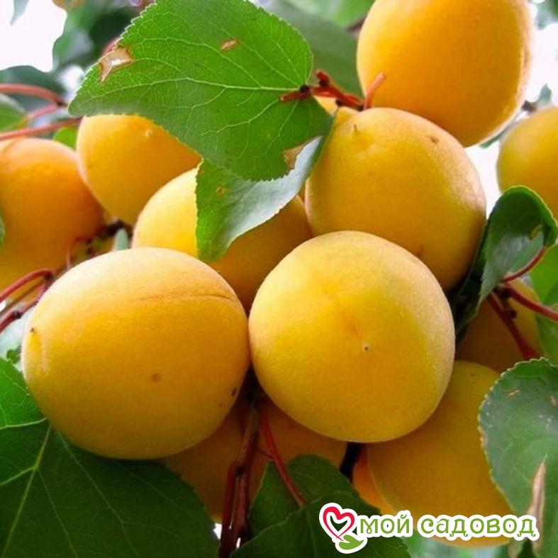 Абрикос Уралец