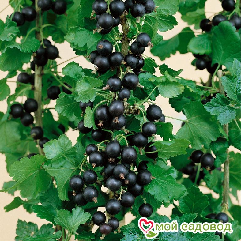 Черная смородина Русалка