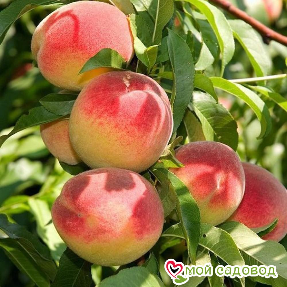 Персик Гринсборо (-30°)