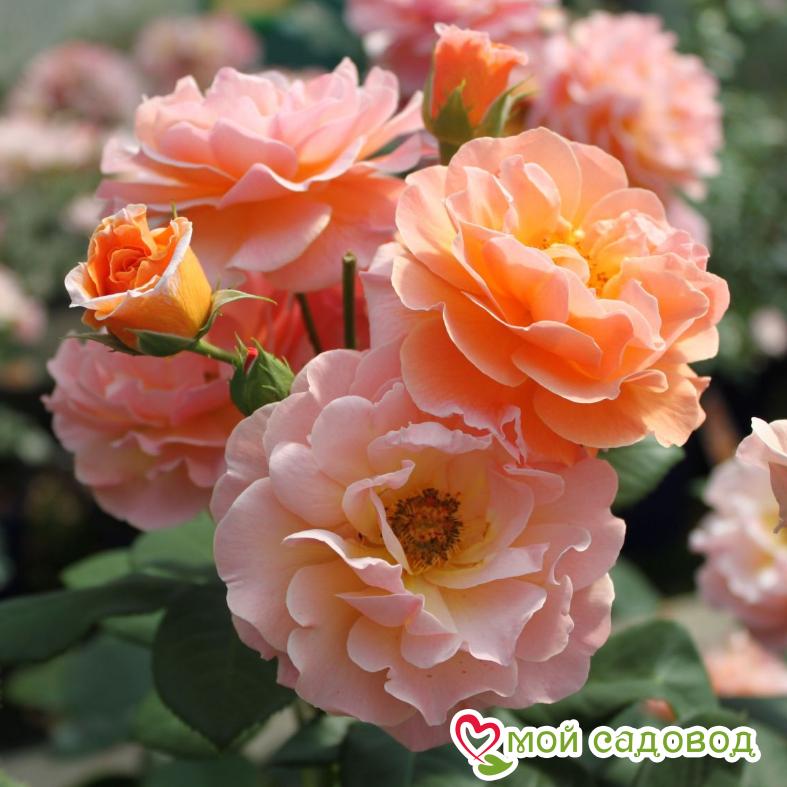 Роза Арабия