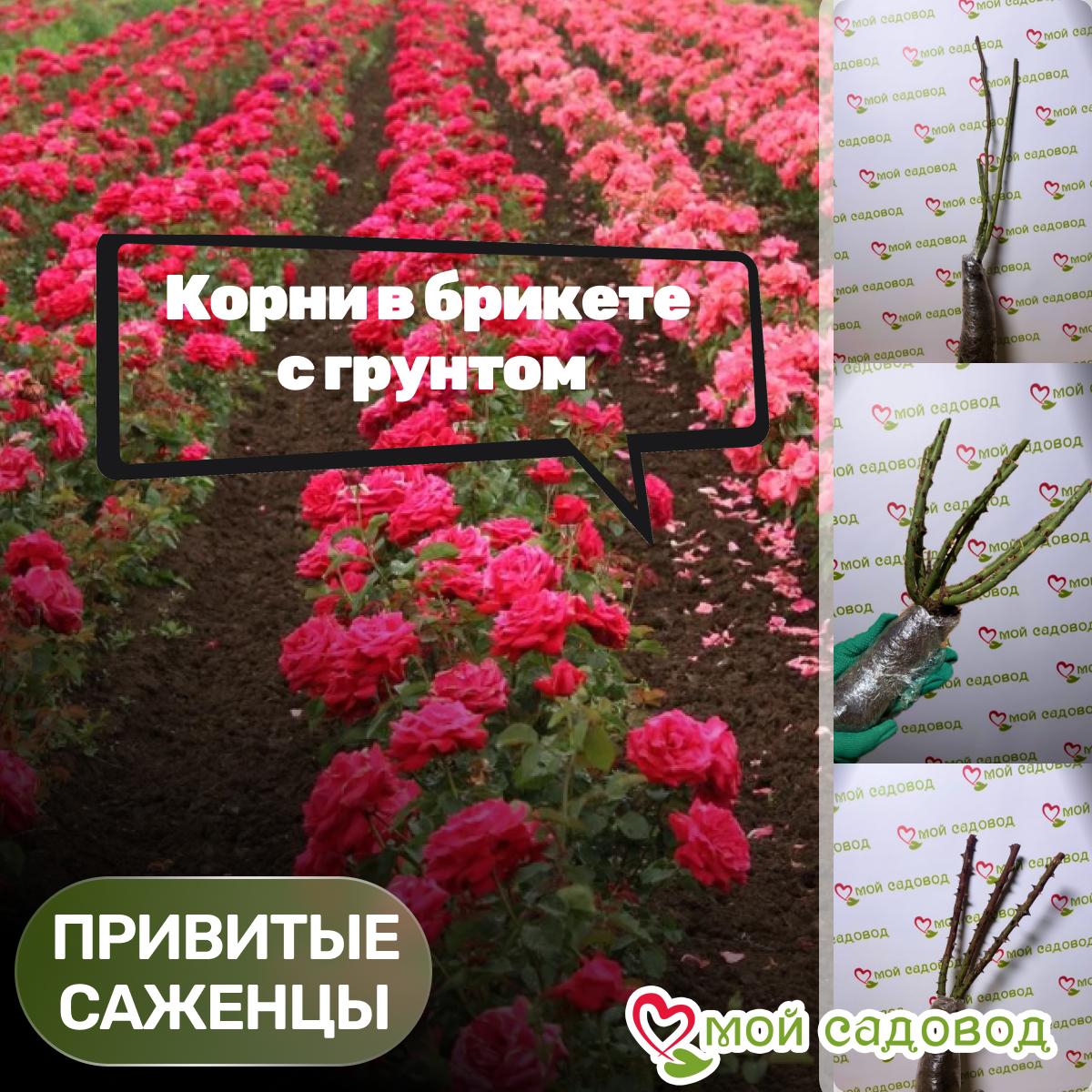 Роза Гертруда Джекилл