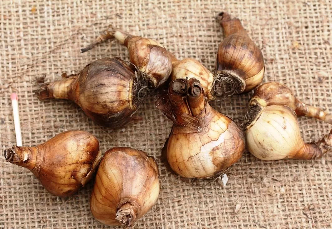 Нарцисс Флер